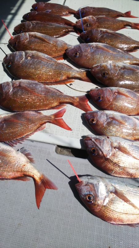 タイラバ遊漁船 ワンピース 釣果