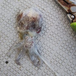 タイラバ遊漁船 ワンピース 釣果