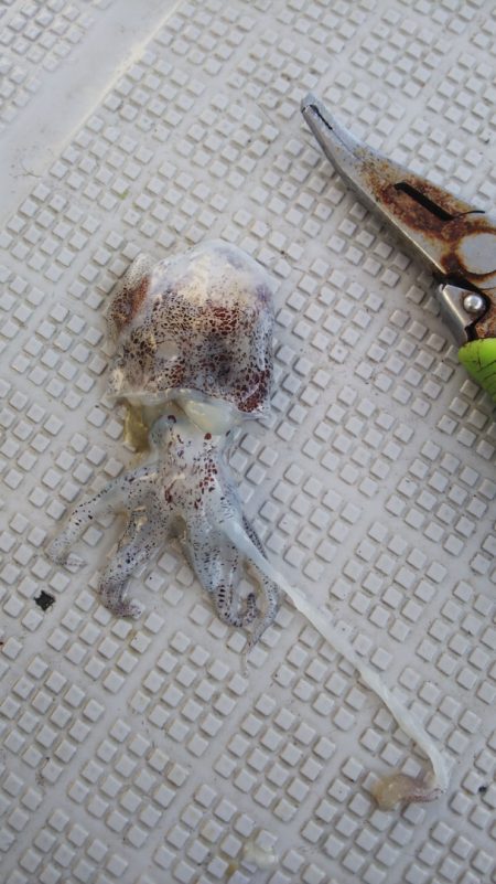 タイラバ遊漁船 ワンピース 釣果