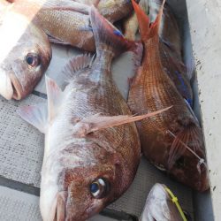 タイラバ遊漁船 ワンピース 釣果