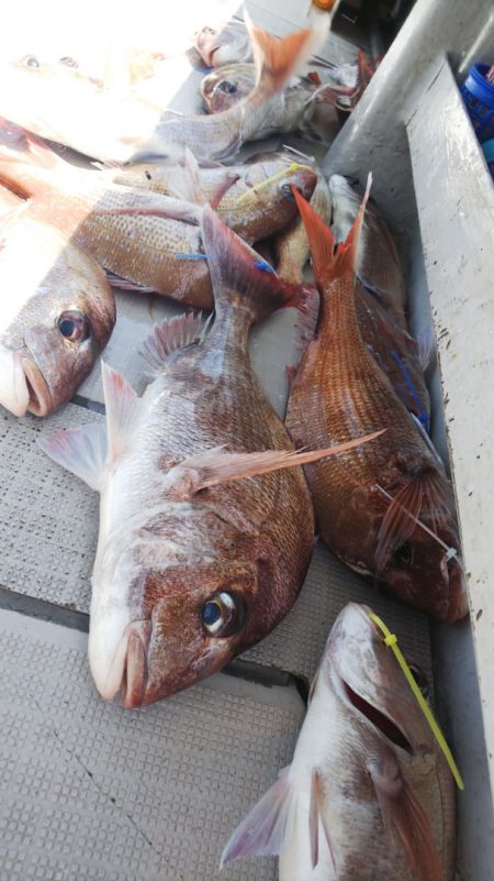 タイラバ遊漁船 ワンピース 釣果