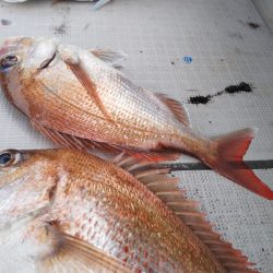 タイラバ遊漁船 ワンピース 釣果