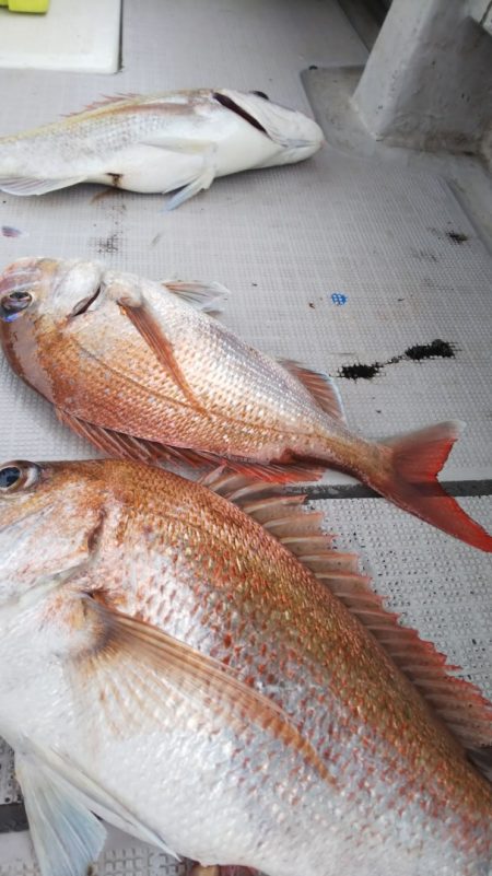 タイラバ遊漁船 ワンピース 釣果