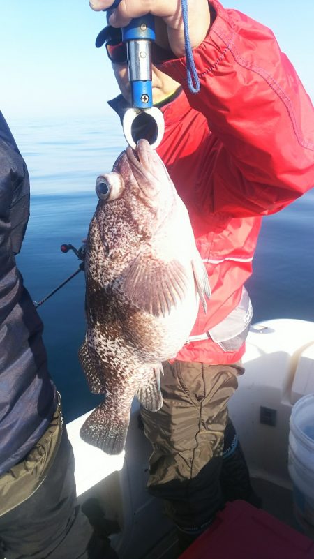 ブルドック 釣果