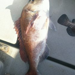 ブルドック 釣果