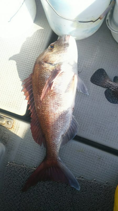 ブルドック 釣果