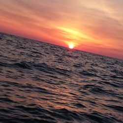 金沢八景鴨下丸 釣果