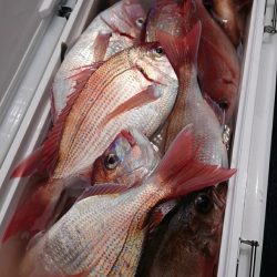 金沢八景鴨下丸 釣果