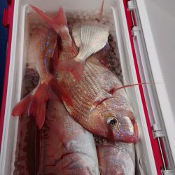 金沢八景鴨下丸 釣果