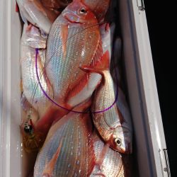 金沢八景鴨下丸 釣果