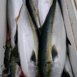 LUSTER『ラスター』 釣果