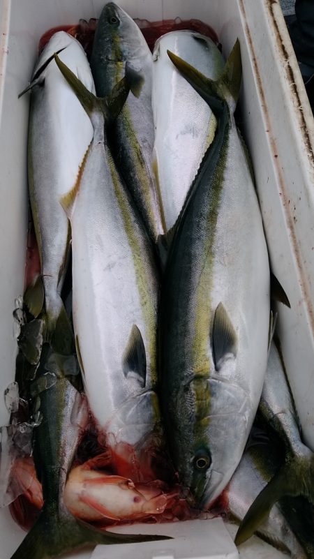 LUSTER『ラスター』 釣果