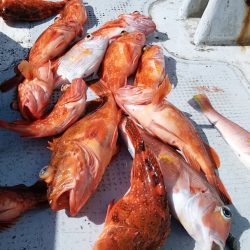 LUSTER『ラスター』 釣果