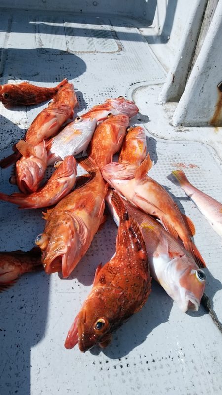 LUSTER『ラスター』 釣果