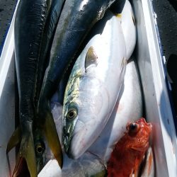 LUSTER『ラスター』 釣果