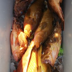 第二龍勢丸 釣果