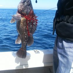 ブルドック 釣果