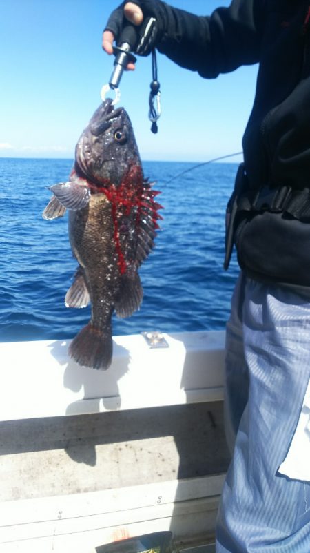 ブルドック 釣果