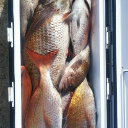 ブルドック 釣果