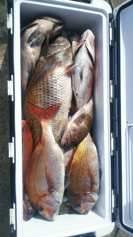 ブルドック 釣果