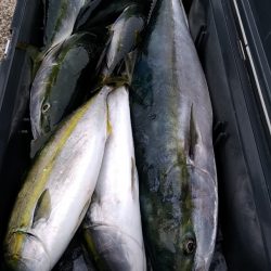 LUSTER『ラスター』 釣果