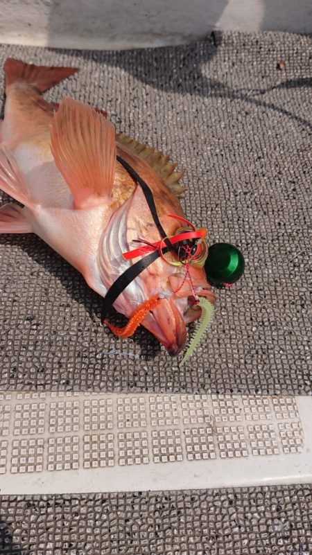 ARCADIAⅡ (アルカディアⅡ) 釣果