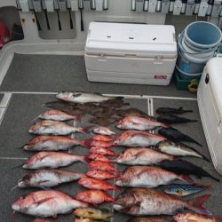 ARCADIAⅡ (アルカディアⅡ) 釣果