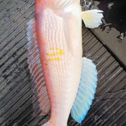 第二龍勢丸 釣果