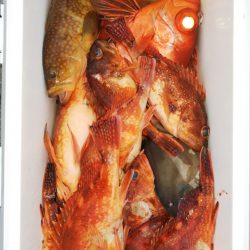 第二龍勢丸 釣果