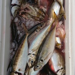 金沢八景鴨下丸 釣果