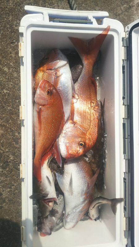 ブルドック 釣果