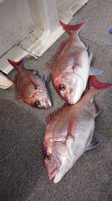 ARCADIAⅡ (アルカディアⅡ) 釣果