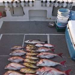 ARCADIAⅡ (アルカディアⅡ) 釣果