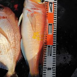 第二龍勢丸 釣果