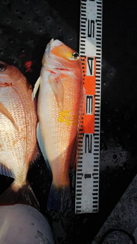 第二龍勢丸 釣果