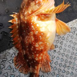 第二龍勢丸 釣果