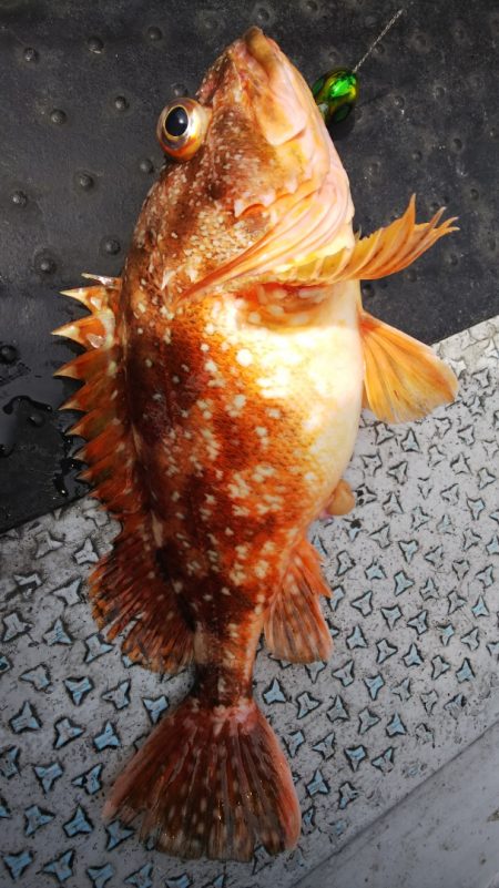 第二龍勢丸 釣果