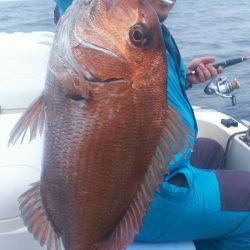 ブルドック 釣果