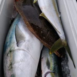 LUSTER『ラスター』 釣果