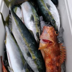 LUSTER『ラスター』 釣果