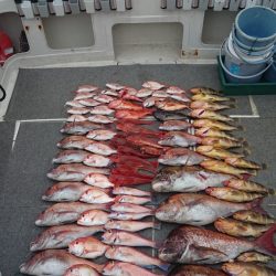 ARCADIAⅡ (アルカディアⅡ) 釣果