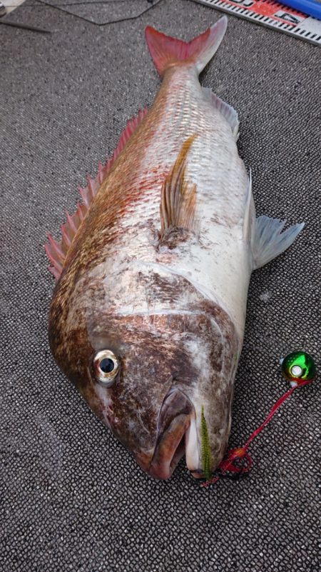 ARCADIAⅡ (アルカディアⅡ) 釣果