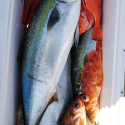 第二龍勢丸 釣果