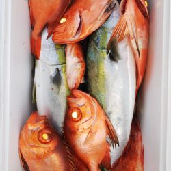 第二龍勢丸 釣果