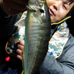 シースナイパー海龍 釣果