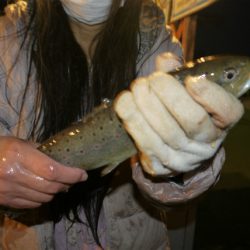 としまえんフィッシングエリア 釣果