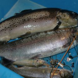 としまえんフィッシングエリア 釣果