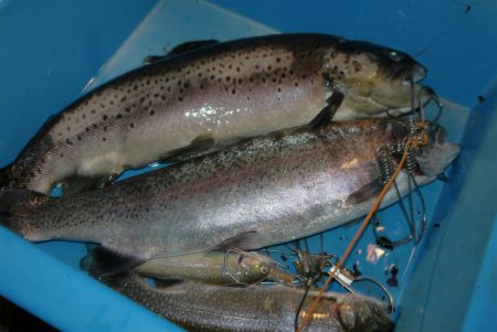 としまえんフィッシングエリア 釣果