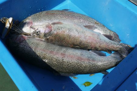 としまえんフィッシングエリア 釣果