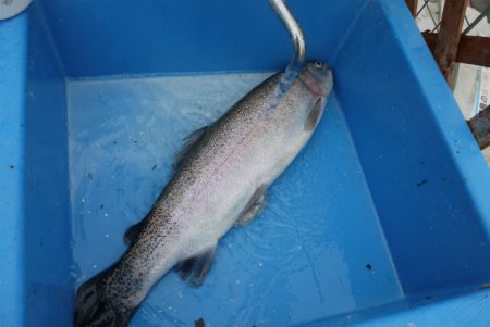 としまえんフィッシングエリア 釣果